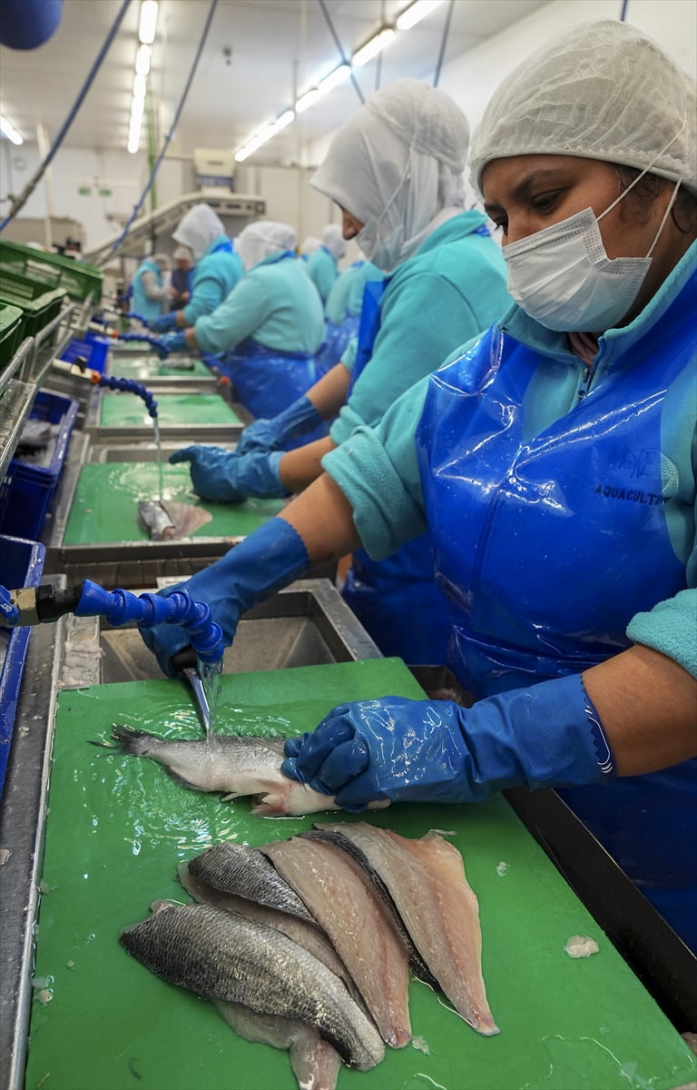 Türkiye su ürünleri sektörü, 2025 yılında 93 ülkeye yaptığı ihracatı bir önceki yıla göre yüzde 11...