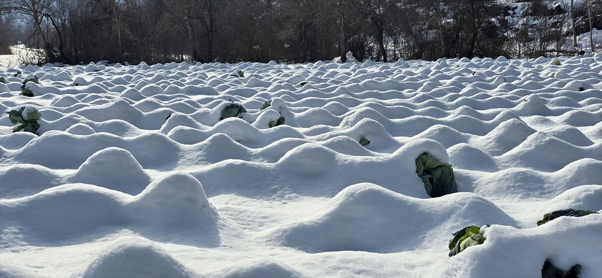 Karabük'ün Eskipazar ilçesinde yetiştirilen ve lezzetiyle ön plana çıkan lahananın hasadı kar...