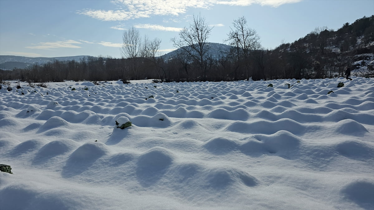 Karabük'ün Eskipazar ilçesinde yetiştirilen ve lezzetiyle ön plana çıkan lahananın hasadı kar...