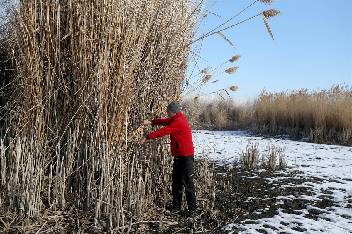 Türkiye'nin önemli sulak alanlarından Sultan Sazlığı Milli Parkı'nda yetişen kamışlar, soğuk...