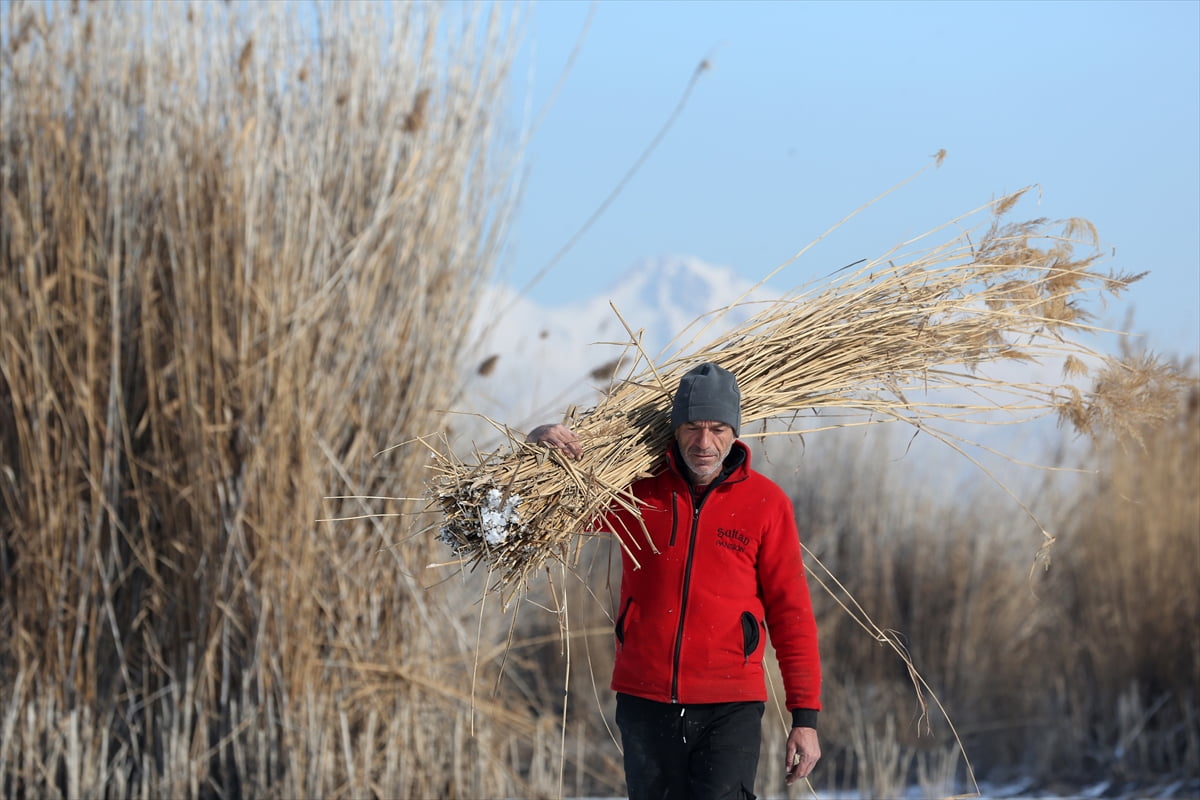 Türkiye'nin önemli sulak alanlarından Sultan Sazlığı Milli Parkı'nda yetişen kamışlar, soğuk...