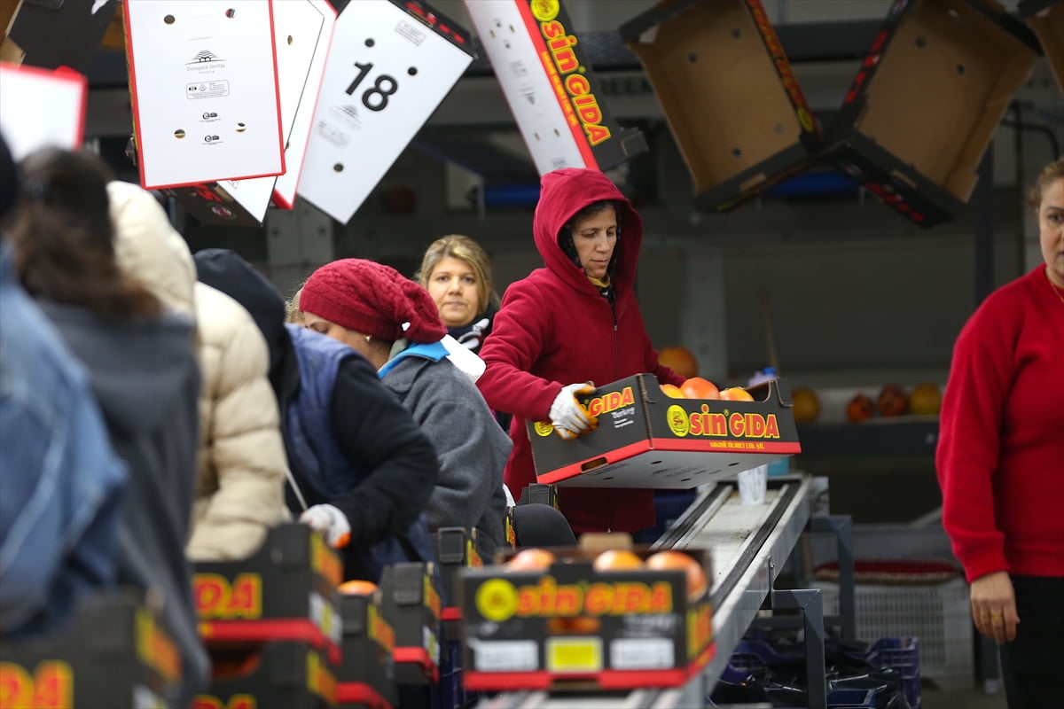 Türkiye'nin geçen yılki yaş meyve ve sebze ihracatına Mersin, Hatay ve Adana'dan 1 milyar 692...