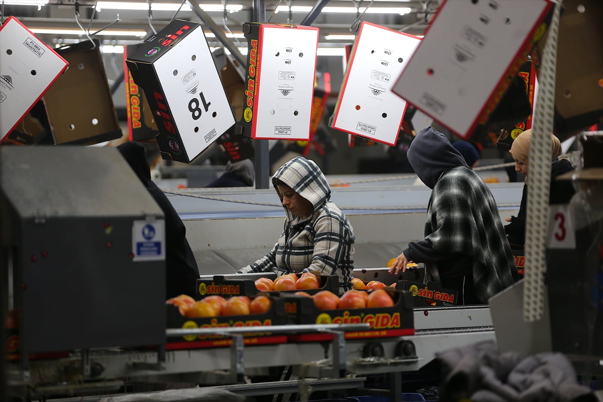 Türkiye'nin geçen yılki yaş meyve ve sebze ihracatına Mersin, Hatay ve Adana'dan 1 milyar 692...