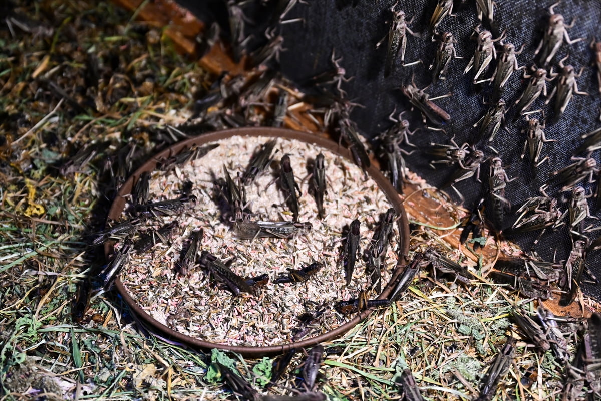 Türkiye'de canlı yem ihtiyacını karşılamak amacıyla Antalya'da kurulan böcek çiftliğinde üretilen...