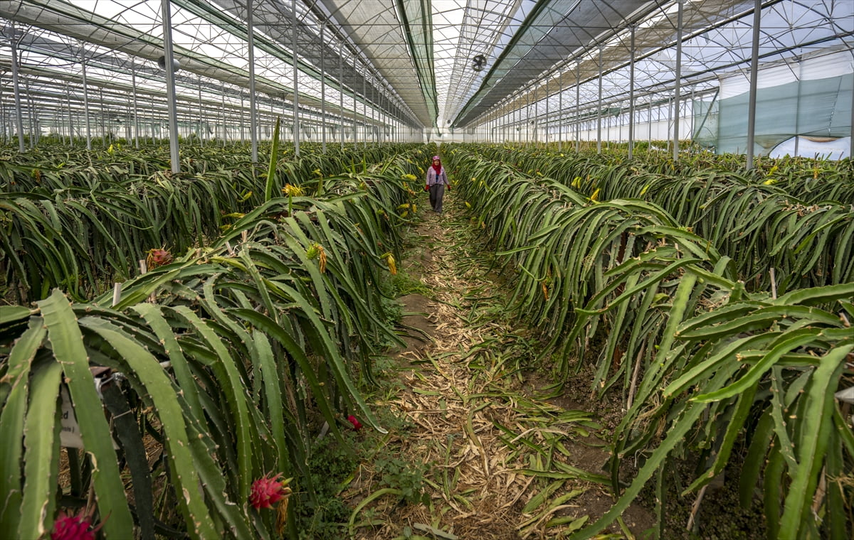 Lezzeti ve yüksek getirisiyle öne çıkan tropikal meyvelerin Türkiye'ye adaptasyonu için süren...