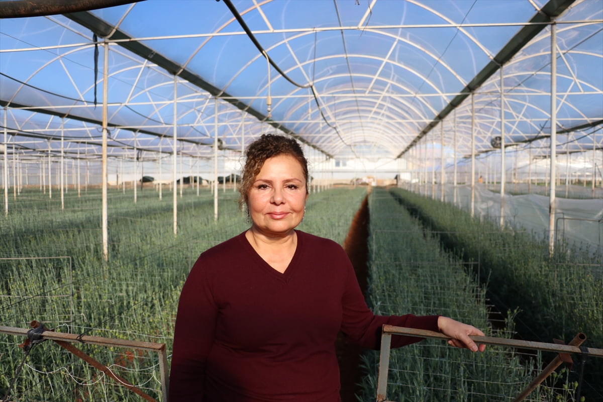 Batı Akdeniz Tarımsal Araştırma Enstitüsü Müdürlüğünce (BATEM) geliştirilen 4 yerli karanfil...