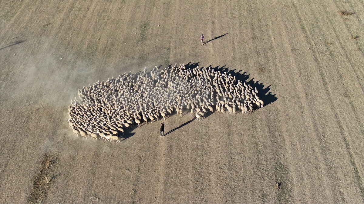 Kırşehir'deki Malya Tarım İşletmesi, yetiştirdiği yerli ırk koyunlar ile ülkede hayvancılığın...