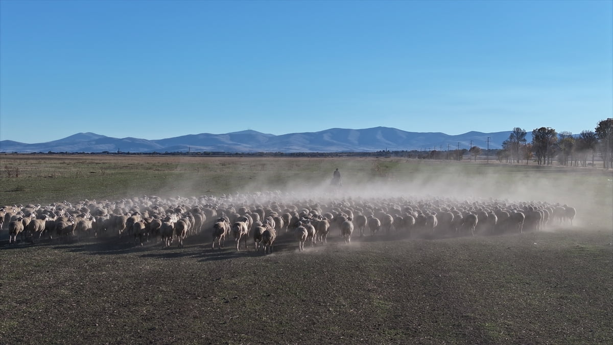 Kırşehir'deki Malya Tarım İşletmesi, yetiştirdiği yerli ırk koyunlar ile ülkede hayvancılığın...