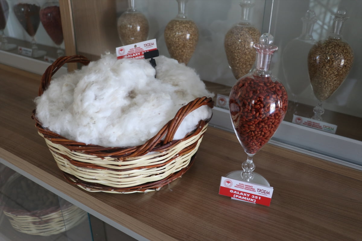 Doğu Akdeniz Tarımsal Araştırma Enstitüsü tarafından adaptasyon yeteneği ve lif kalitesi yüksek...