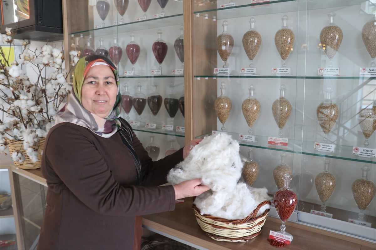 Doğu Akdeniz Tarımsal Araştırma Enstitüsü tarafından adaptasyon yeteneği ve lif kalitesi yüksek...