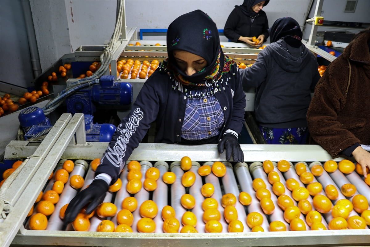 Türkiye'nin narenciye ihracatı 2025'te önceki yıla göre yüzde 41 artarak 1 milyar 477 milyon 58...