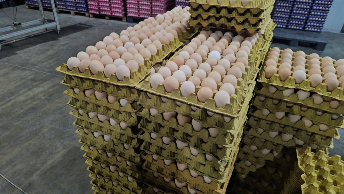 Erzincan'da, Tarım ve Kırsal Kalkınmayı Destekleme Kurumunun (TKDK) hibe desteğiyle kurulan modern...