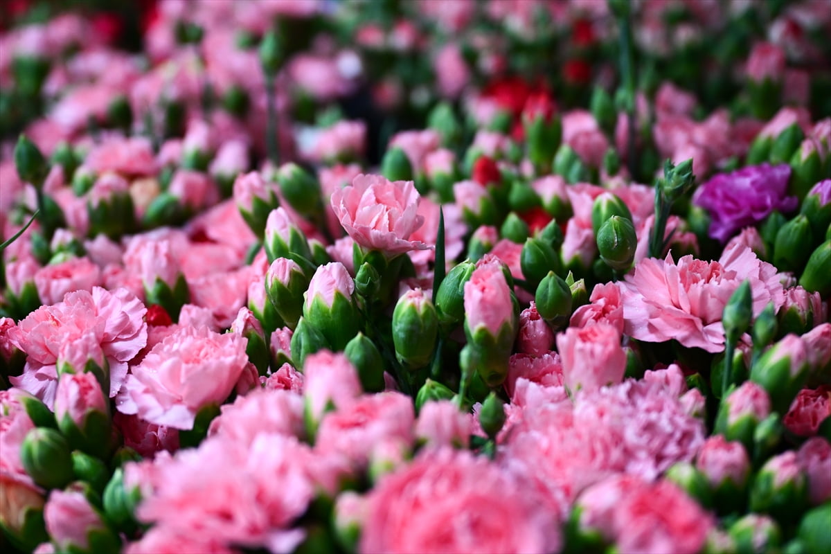 Geçen yıl yaklaşık yüzde 14'lük artışla 160 milyon dolarlık ihracata imza atan Süs Bitkileri ve...