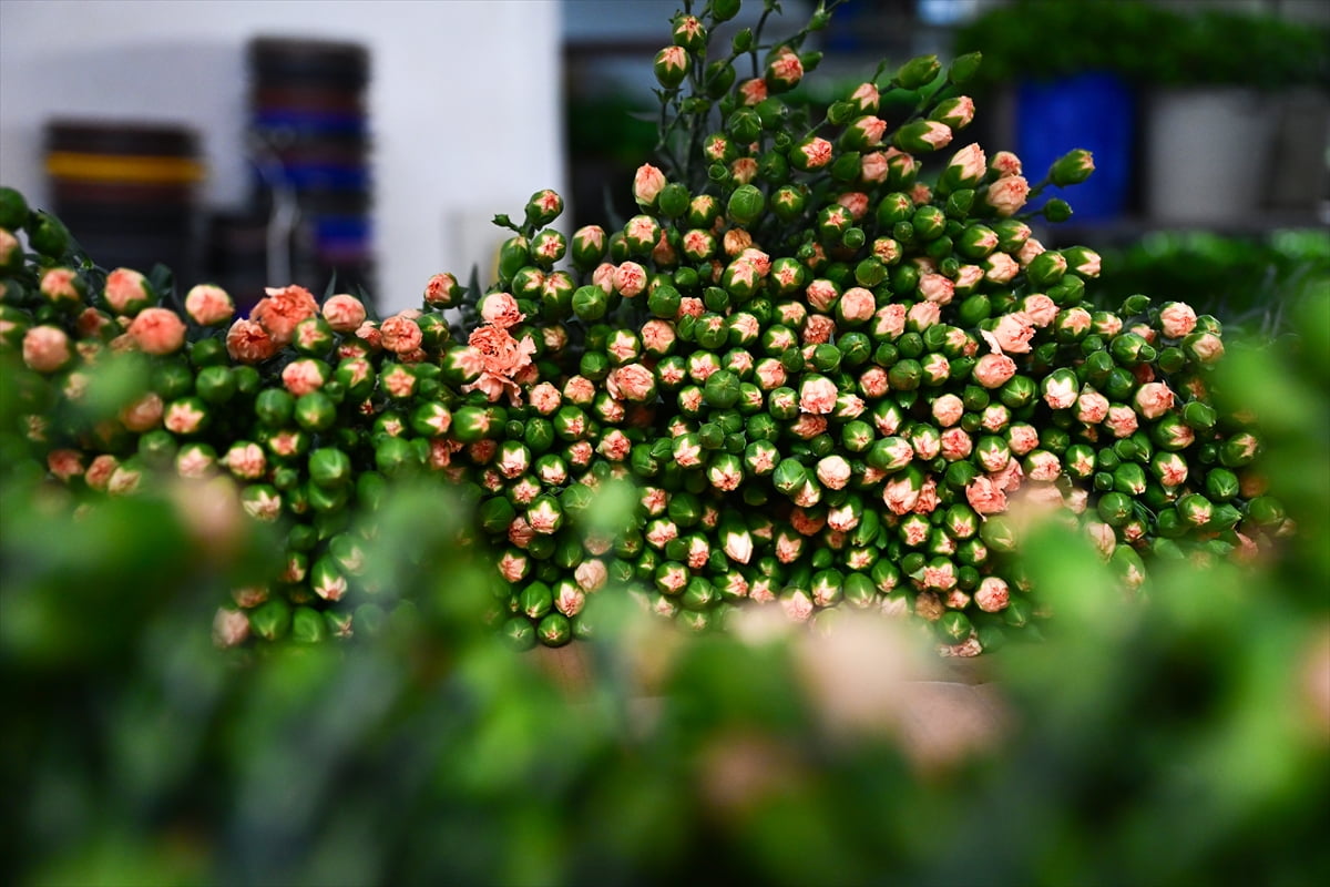 Geçen yıl yaklaşık yüzde 14'lük artışla 160 milyon dolarlık ihracata imza atan Süs Bitkileri ve...