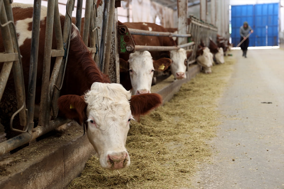 Nevşehir'in Acıgöl ilçesinde, Tarım ve Kırsal Kalkınmayı Destekleme Kurumundan (TKDK) aldığı...