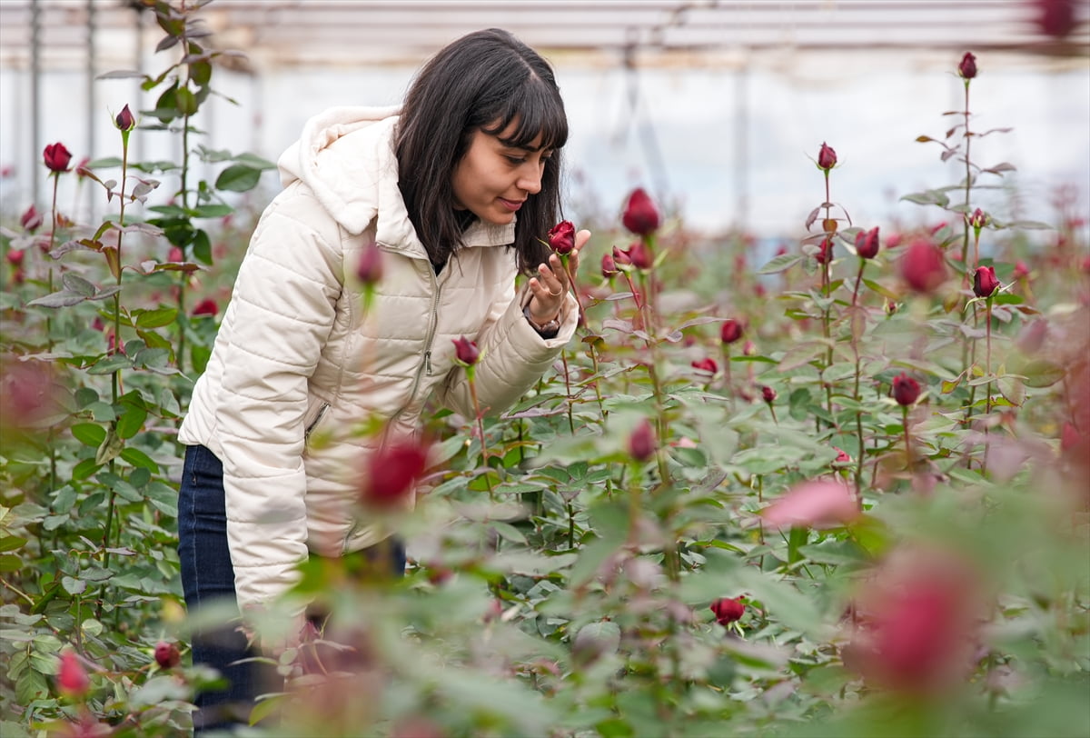 Türkiye'de kesme gül üretiminde ilk sırada yer alan İzmir'in Menderes ilçesindeki seralarda 14...