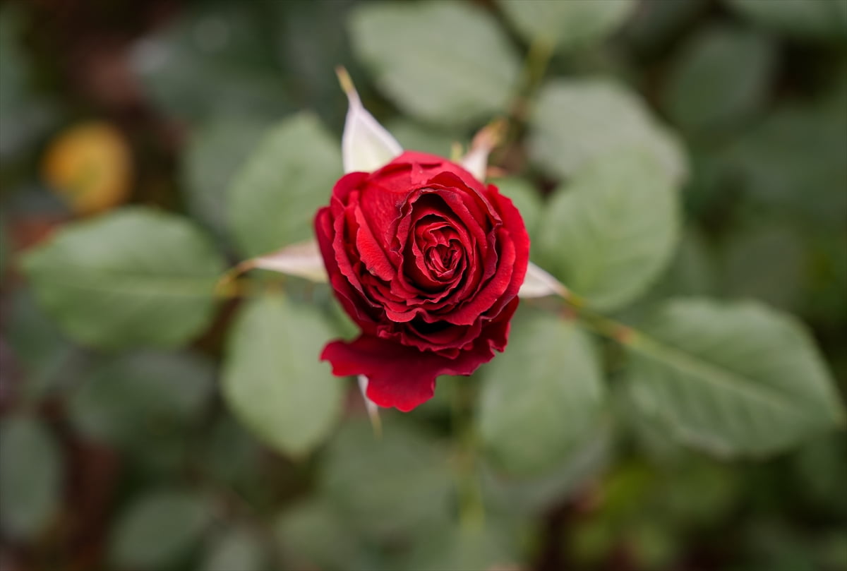 Türkiye'de kesme gül üretiminde ilk sırada yer alan İzmir'in Menderes ilçesindeki seralarda 14...