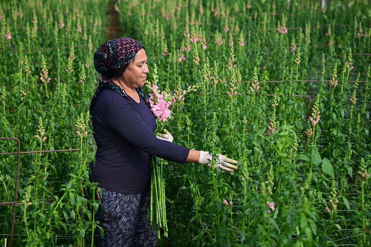Türkiye'nin kesme çiçek sektöründe lider konumdaki Antalya'da aslanağzı çiçeğinin (Antirrhinum)...