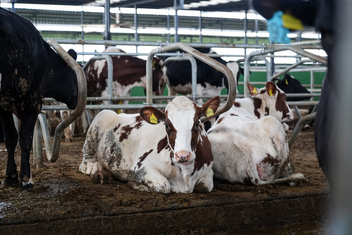 Hayvancılık sektöründe büyükbaş hayvan sağlığının korunması çalışmaları kapsamında akıllı sünger...