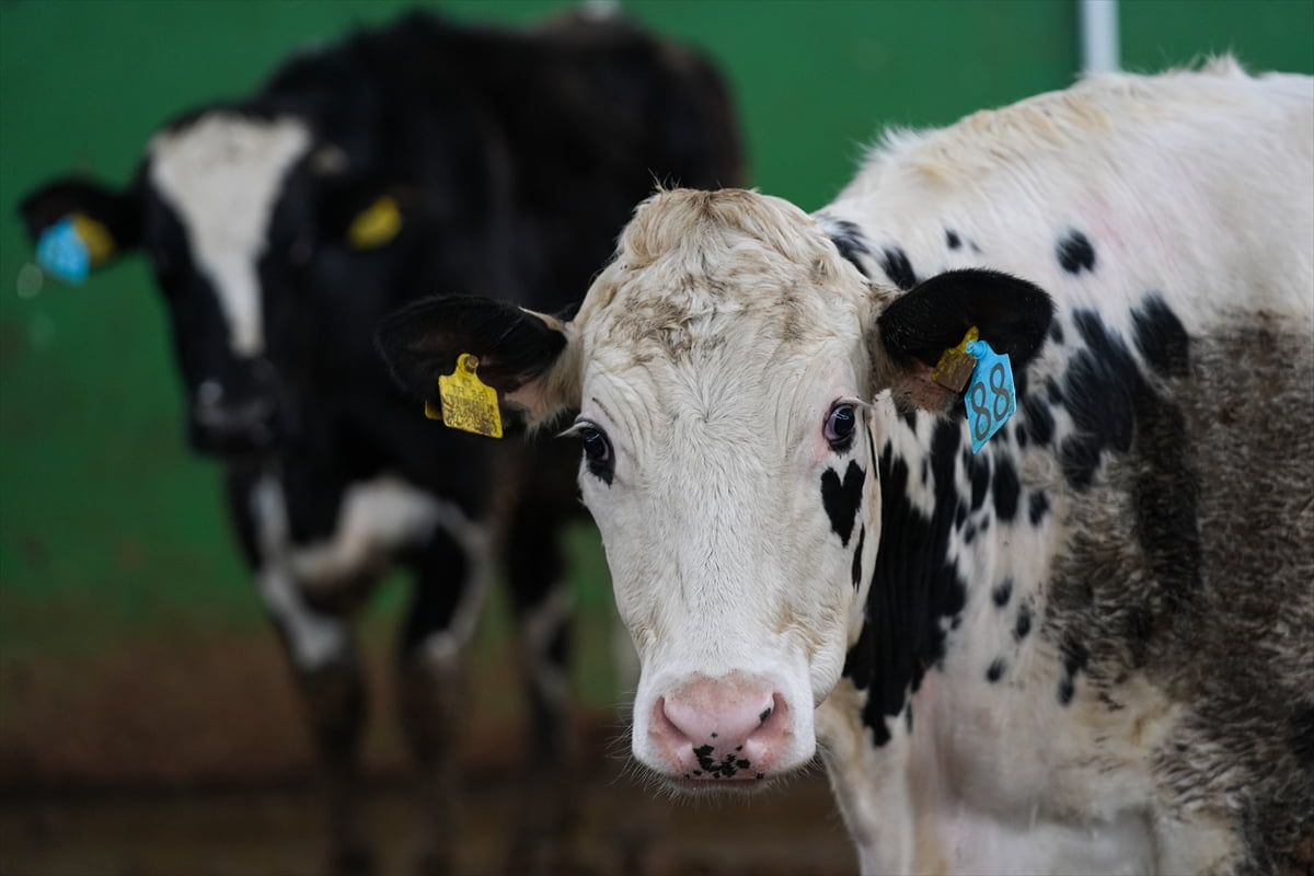 Hayvancılık sektöründe büyükbaş hayvan sağlığının korunması çalışmaları kapsamında akıllı sünger...