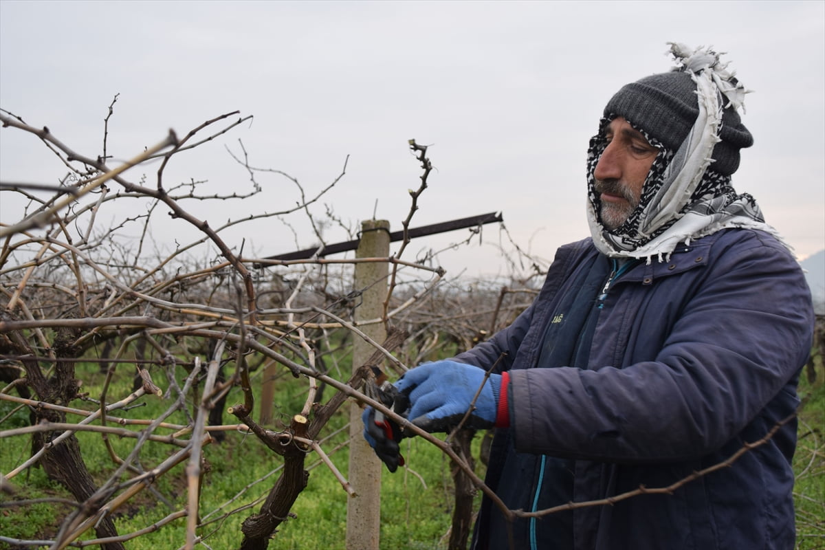 Türkiye'nin çekirdeksiz kuru üzüm üretiminin önemli bölümünün karşılandığı Manisa'da üreticiler...