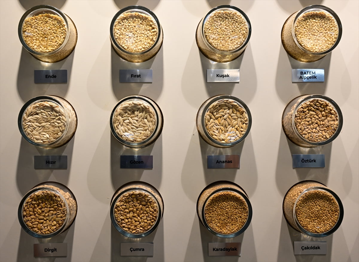 Antalya'da 93 yıldır yeni ürünler ve ıslah çalışmaları yürüten Batı Akdeniz Tarımsal Araştırma...