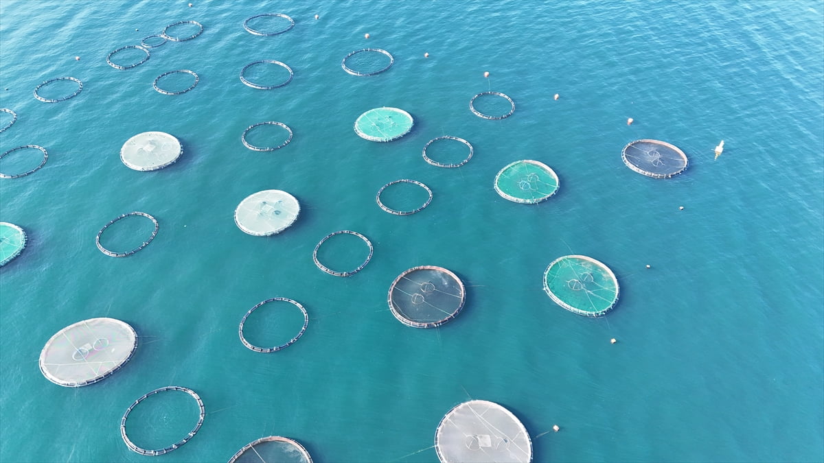 Ordu'da kafes balıkçılığı tesislerinde geçen yıl yaklaşık 6 bin ton balık üretiminin gerçekleştiği...