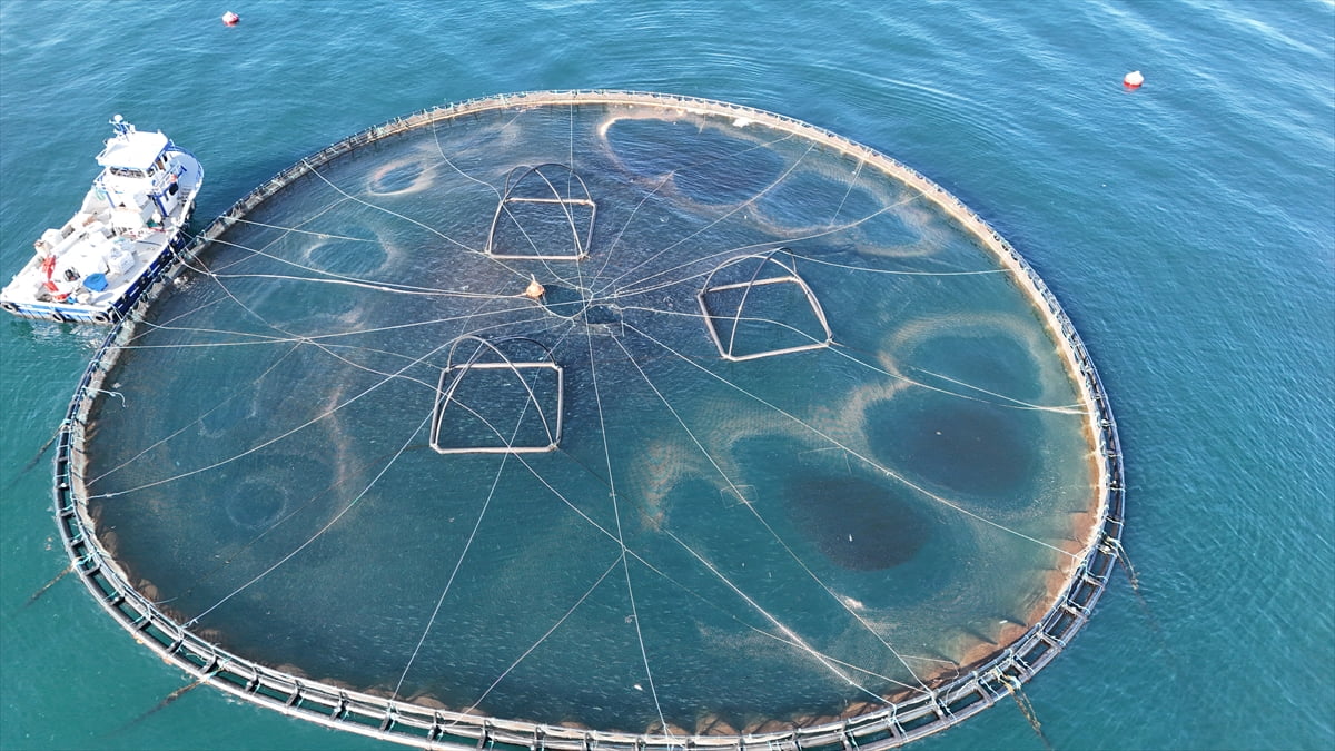 Ordu'da kafes balıkçılığı tesislerinde geçen yıl yaklaşık 6 bin ton balık üretiminin gerçekleştiği...