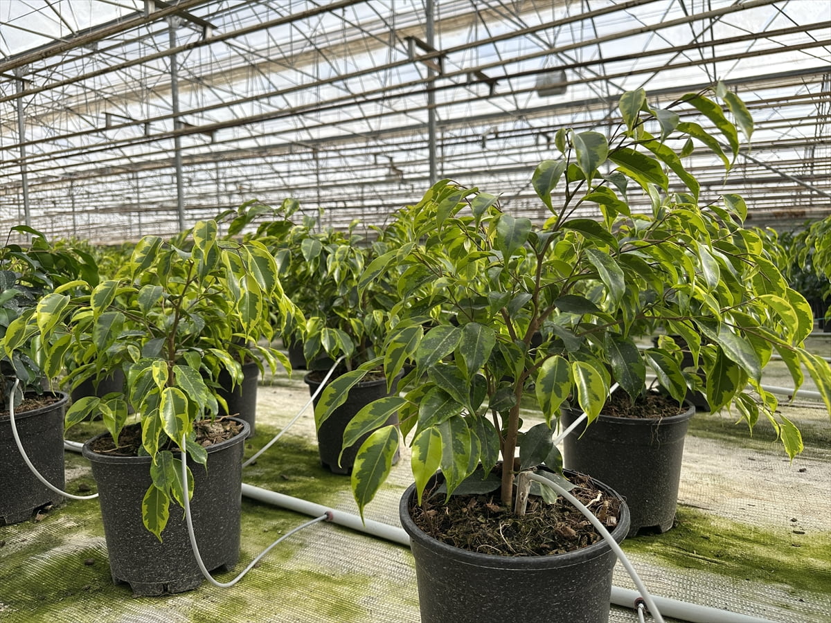 Adıyaman'ın Kahta ilçesinde 24 hektarlık kıraç araziyi süs bitkisi üretim alanına dönüştüren...