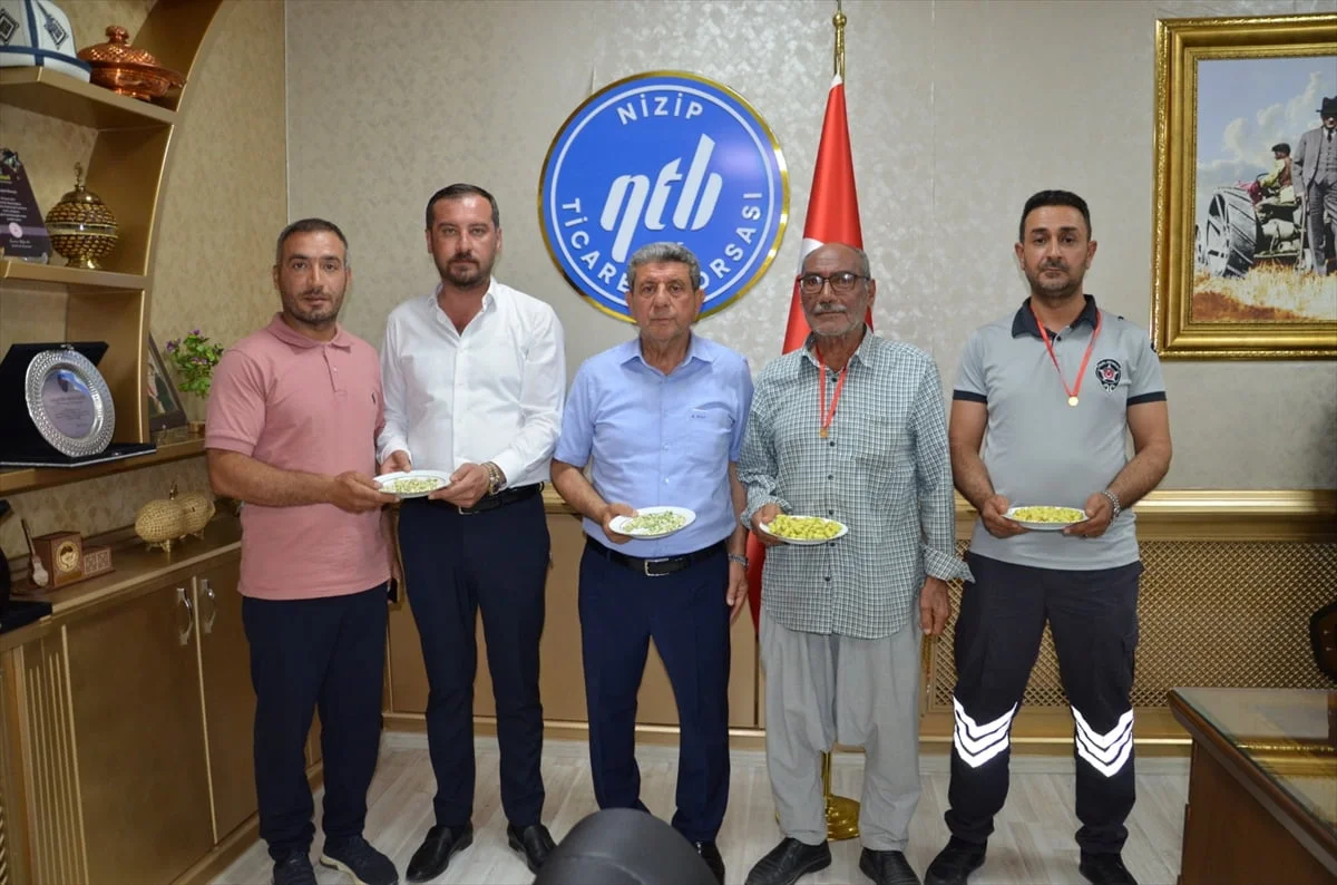 Gaziantep'in Nizip ilçesinde yılın ilk erkenci boz Antep fıstığını hasat ederek Nizip Ticaret...