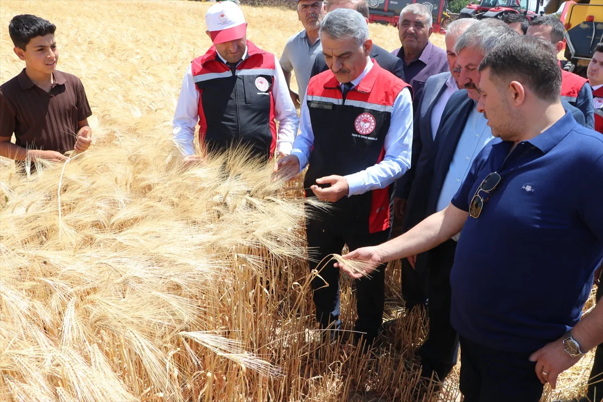 Yozgat Valisi Mehmet Ali Özkan, Boğazlıyan ilçesinde başlayan hububat hasadına katıldı. Yukarı...