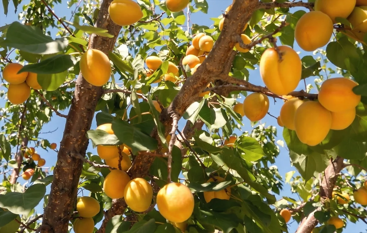 Mersin'de hasadı devam eden tescilli Mut kayısısında 250 bin ton rekolte bekleniyor.