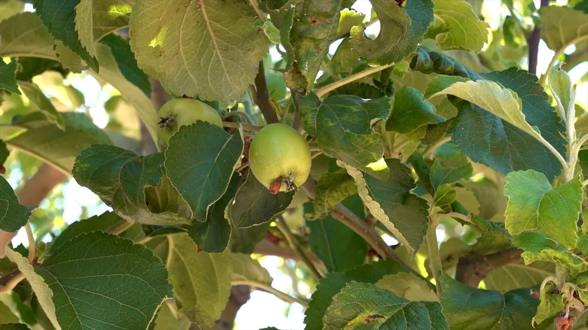 Isparta'da bu yıl iklim koşullarının üretim açısından elverişli seyretmesi dolayısıyla elma...